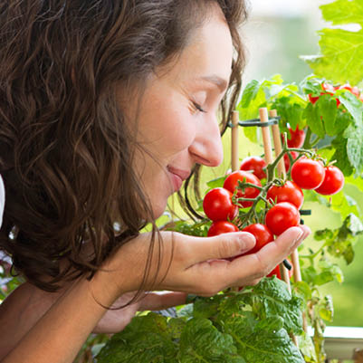 Kweek je eigen tomatenhelden