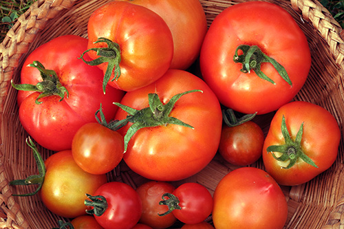 tomaten in mandje