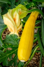 Courgette Atena Polka F1 hybride