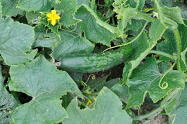 Augurk kleine groene Parijse