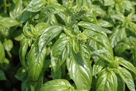 Basilic Genovese