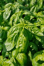 Basilic Genovese