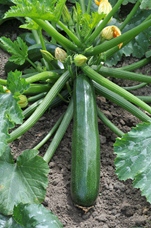 Courgette Black beauty Superba