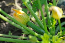 Courgette Black beauty Superba