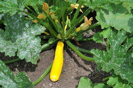 Courgette Atena Polka F1 hybride