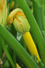 Courgette Atena Polka F1 hybride