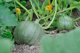 Courgette ronde de Nice