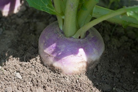 Navet potager rond à collet rouge