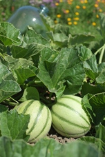 Melon Rubens F1 hybride