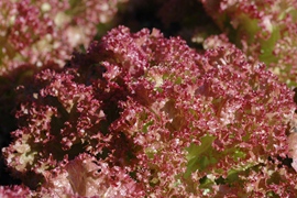 Laitue frisée Lollo rossa