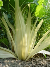 Poirée verte à carde blanche