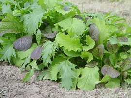 Jeunes pousses Oriental greens mix