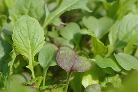 Snijgroenten Oriental greens mix