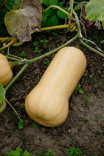 Pompoen Butternut