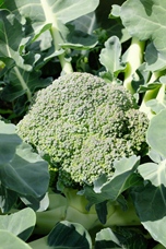 Broccoli Marathon F1 hybride