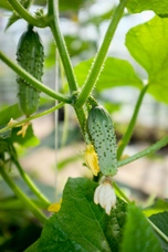 Augurk kleine groene Parijse