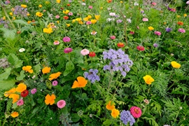 Bloemenweide voor vlinders en bijen