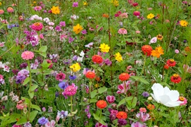 Bloemenweide voor vlinders en bijen