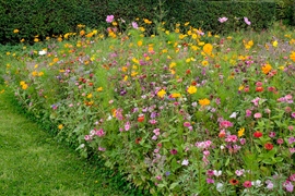 Bloemenweide voor vlinders en bijen