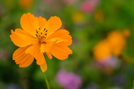 Cosmea Polidor