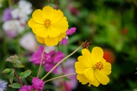 Cosmea Polidor