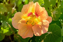 Oost-Indische kers Apricot