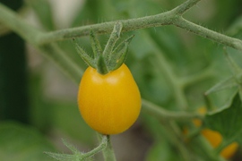 Tomate Yellow pearshaped