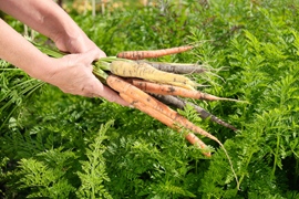 Carottes Rainbow & Purple haze