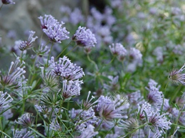 Asperula Blue Surprise