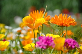 Fleurs à cueillir d'été