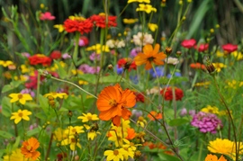 Fleurs à cueillir d'été