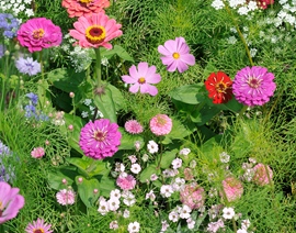 Bloemenmengsel Rosado
