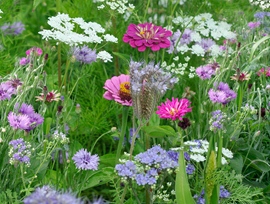 Bloemenmengsel Azuro
