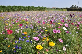 Prairie fleurie Enfys