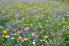 Prairie fleurie Enfys