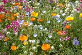 Fleurs d'été