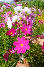 Cosmea Early Summer 