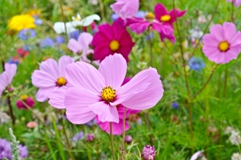 Cosmos Early Summer 