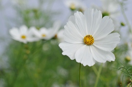 Cosmos blanc