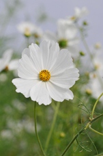 Cosmos blanc