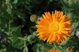 Goudsbloem Calendula Fiesta Gitana