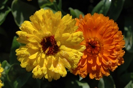 Goudsbloem Calendula Fiesta Gitana