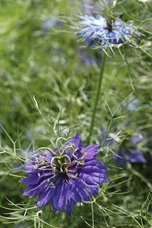 Juffertje in 't groen Shades of blue