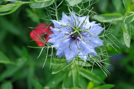 Nigelle de Damas Shades of blue