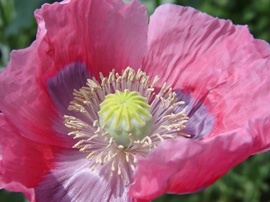 Papaver grote klaproos