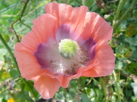 Papaver grote klaproos