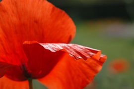 Coquelicot Flanders Poppy