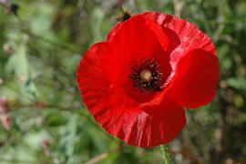 Rode klaproos Flanders Poppy