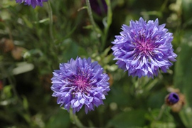 Centaurée bleu