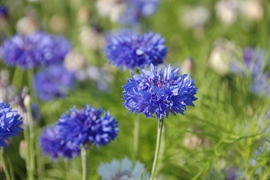 Korenbloem blauw